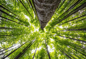 北京四合茗苑中式设计机构在装修方面提供专业的中式施工，古典中式施工、现代中式施工、别墅中式施工、会所中式施工。拥有顶尖施工团队,专注于中式风格施工的专业机构。